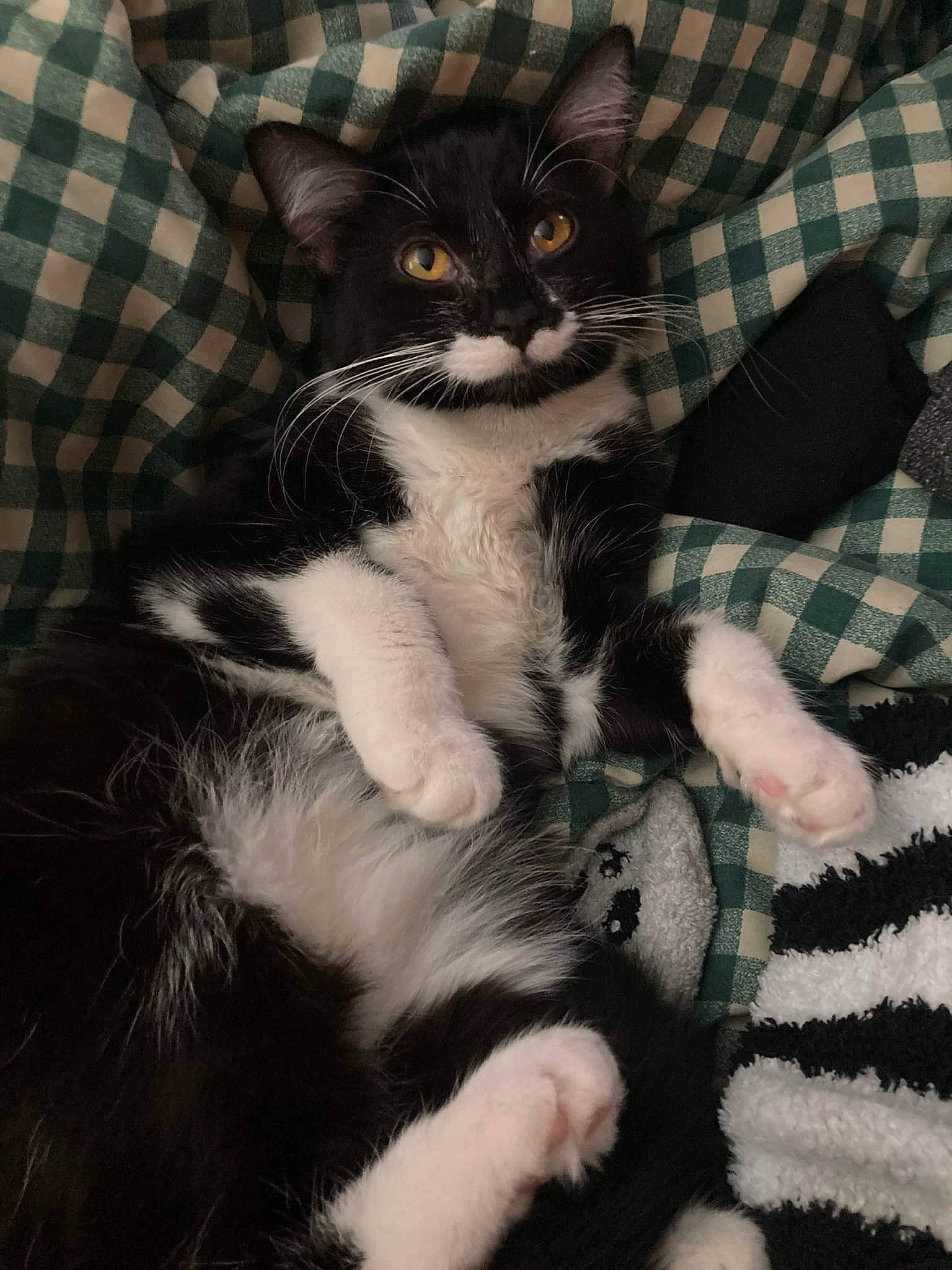 Sage joined the competition — help win amazing prizes! carnivore, cat, claw, comfort, domestic_short_haired_cat, eye, felidae, formal_wear, fur, lap, mammal, pattern, paw, plaid, small_to_medium_sized_cats, snout, tail, tartan, vertebrate, whiskers