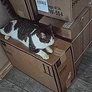 Jasmine joined the competition — help win amazing prizes! animal, cardboard_boxes, cat, feline, floor, fragile, green_eyes, home, indoors, lying_down, moving_boxes, moving_day, packing_supplies, pet, sitting, stacked_boxes, tabby_cat, whiskers, white_cat, wood_floor