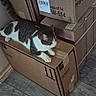 animal, cardboard_boxes, cat, feline, floor, fragile, green_eyes, home, indoors, lying_down, moving_boxes, moving_day, packing_supplies, pet, sitting, stacked_boxes, tabby_cat, whiskers, white_cat, wood_floor