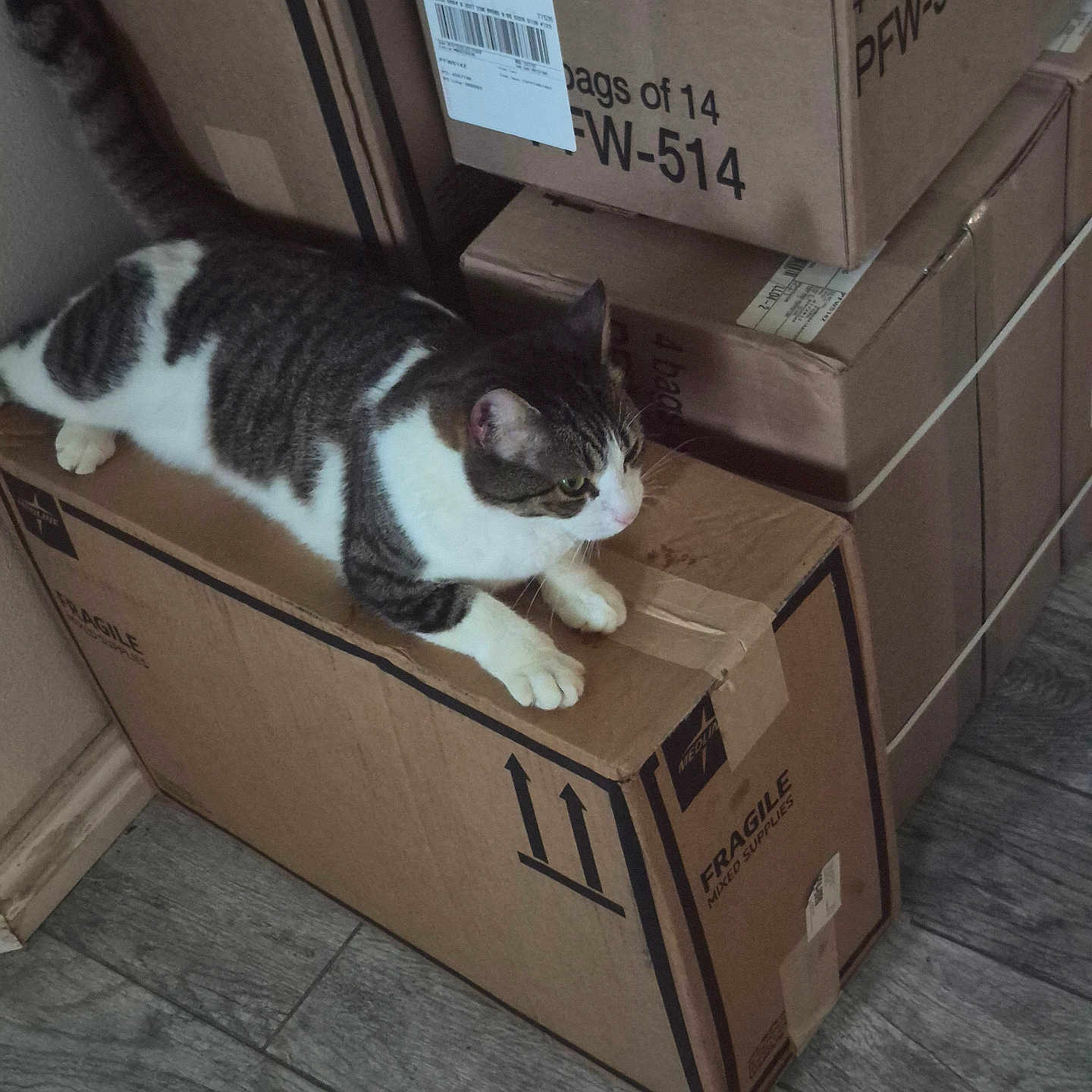 Jasmine
