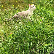 Neko a rejoint le concours — aidez-le/la à gagner de superbes lots ! animal, blue_eyes, cat, curious, daylight, feline, field, fur, grass, greenery, mammal, meadow, nature, outdoor, pet, plants, summer, walking, wildlife, yellow_flowers