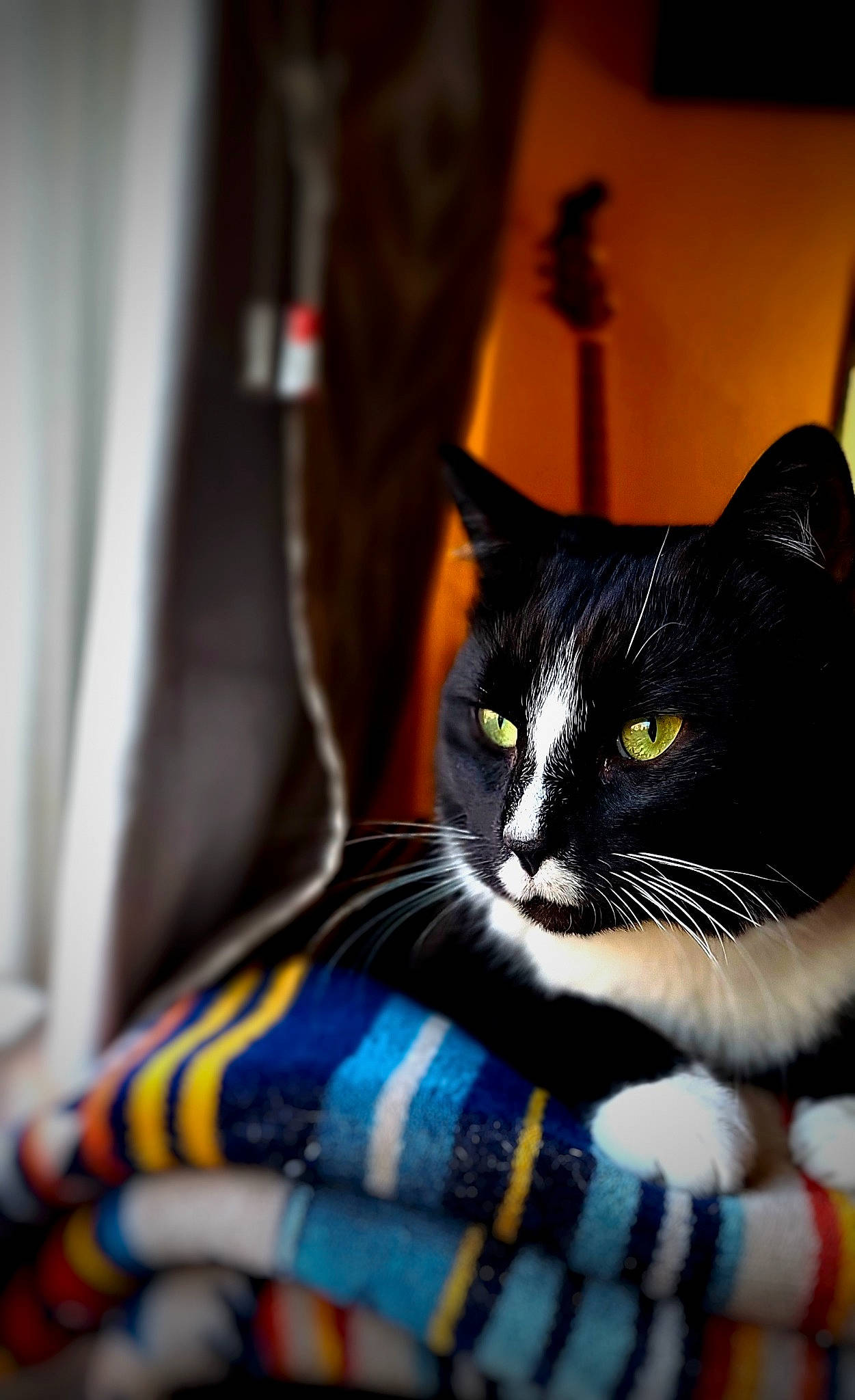 Selleck joined the competition — help win amazing prizes! black_cat, carnivore, cat, comfort, curtain, domestic_short_haired_cat, felidae, fur, grey, linens, pattern, plaid, sitting, small_to_medium_sized_cats, snout, tail, tartan, textile, tree, whiskers