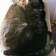 Enzo And Wednesday is registered to the contest to win money with this photo: animals, black_cat, cat, closeup, companions, cuddle, cute, ears, feline, fur, grooming, indoor, natural_light, pets, resting, snuggling, soft_surface, tabby_cat, tail, window