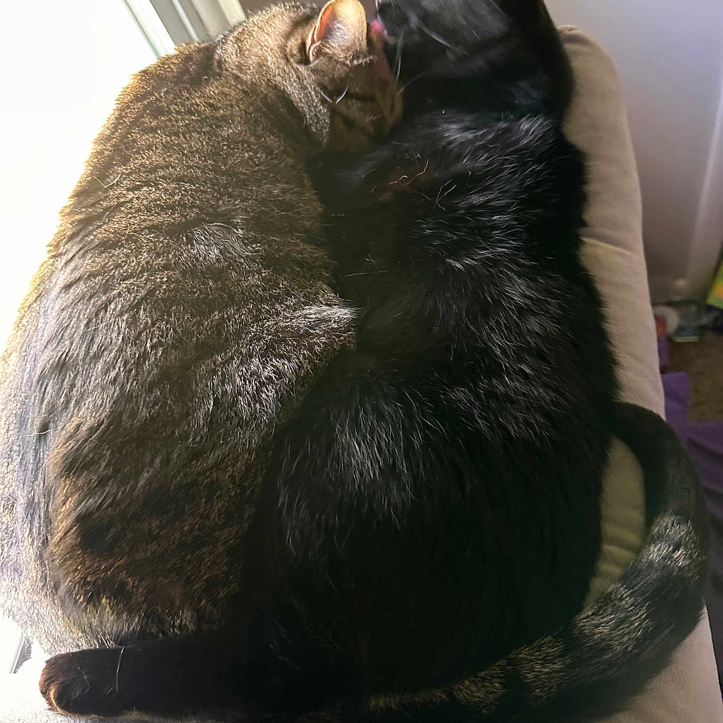 Enzo And Wednesday is registered to the contest to win money with this photo: animals, black_cat, cat, closeup, companions, cuddle, cute, ears, feline, fur, grooming, indoor, natural_light, pets, resting, snuggling, soft_surface, tabby_cat, tail, window