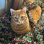 Simba joined the competition — help win amazing prizes! cat, orange_tabby, tinsel, holiday_decorations, festive, indoor, curtains, floor, whiskers, fur, pet, animal, christmas, decor, relaxed, looking_at_camera, green_eyes, red, silver, sparkly