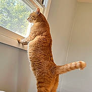 Simba joined the competition — help win amazing prizes! cat, orange_tabby, window, indoor, standing, fur, sunlight, bed, blanket, curiosity, tail, feline, pet, domestic_animal, looking_out, light, room, box, electronics, cozy