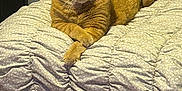Simba is registered to the contest to win money with this photo: cat, orange_tabby, bed, bedding, indoor, fur, paws, relaxed, pet, animal, cozy, texture, feline, whiskers, ears, mammal, comfortable, resting, domestic_cat, crossed_paws