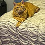 animal, bed, bedding, cat, comfortable, cozy, crossed_paws, domestic_cat, ears, feline, fur, indoor, mammal, orange_tabby, paws, pet, relaxed, resting, texture, whiskers