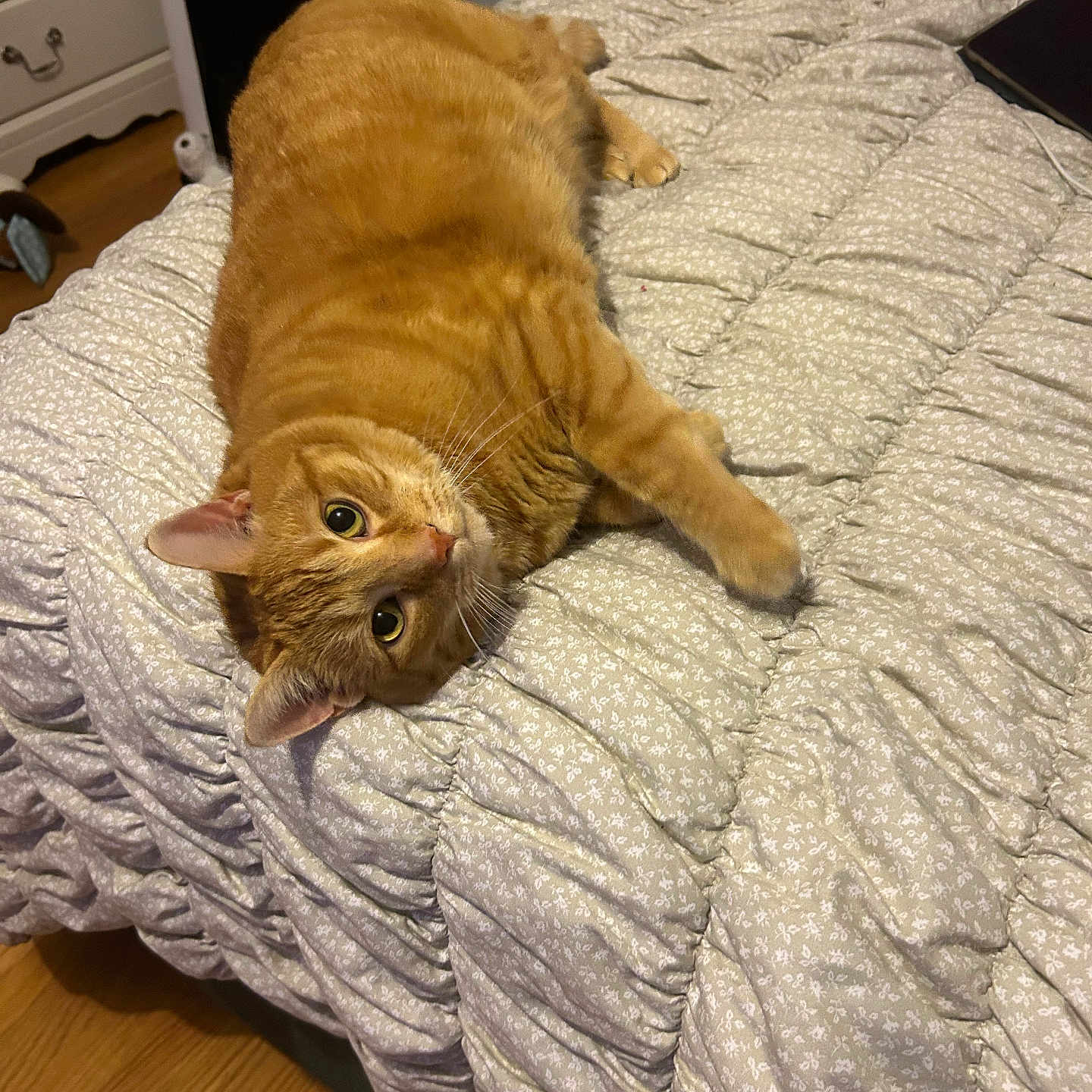 Simba joined the competition — help win amazing prizes! bed, bedroom, bedspread, cat, cozy, curious, domestic_animal, ears, feline, floral_pattern, fur, household, indoor, looking_at_camera, orange_tabby, pet, relaxed, resting, whiskers, wood_floor