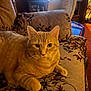Simba is registered to the contest to win money with this photo: cat, orange_tabby, feline, pet, indoor, couch, floral_pattern, furniture, relaxed, animal, whiskers, ears, paw, home, living_room, cozy, resting, domestic_cat, cute, portrait