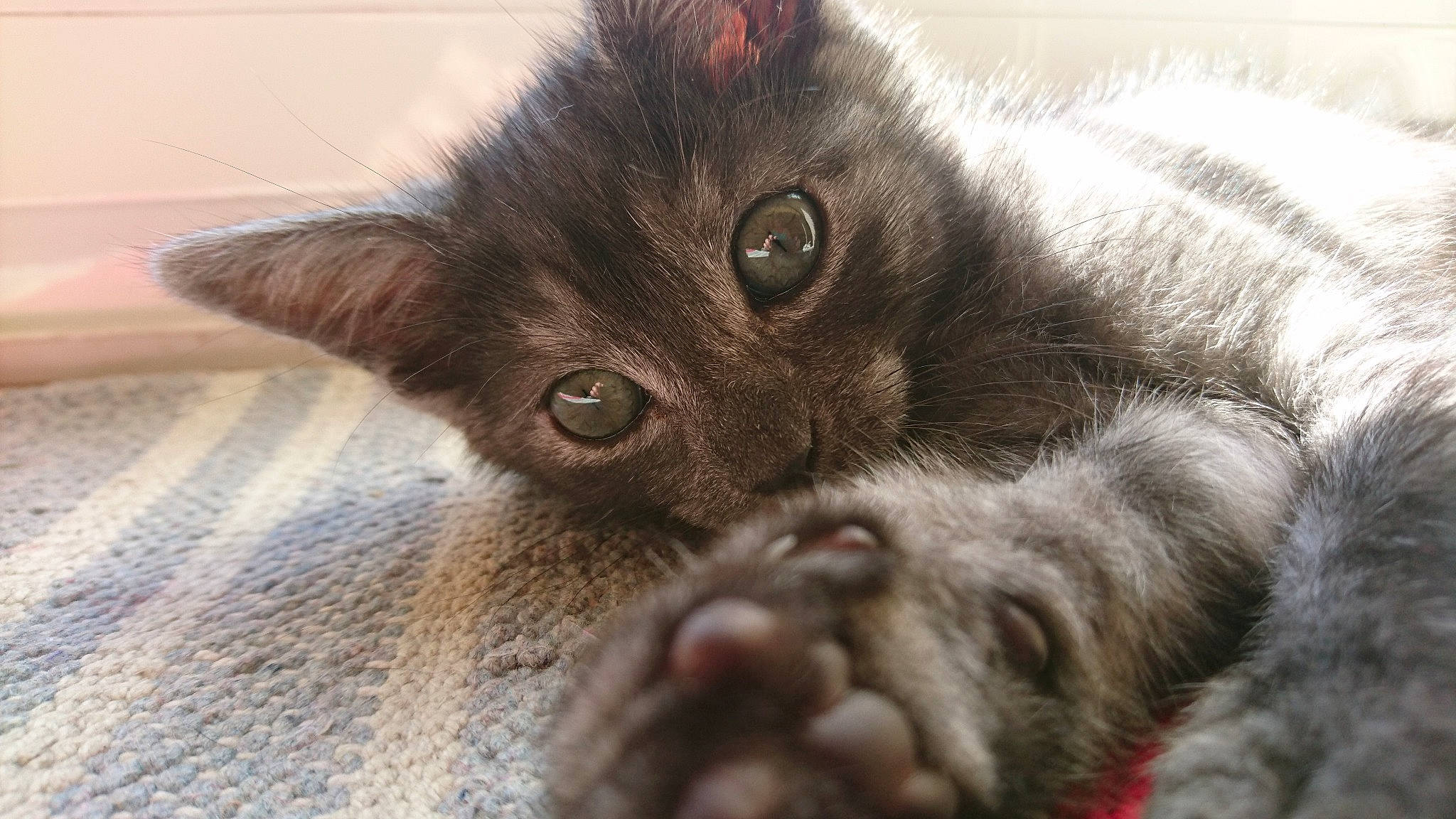 Fripouille participe au concours pour gagner de l'argent avec cette photo : asian, british_semi_longhair, carnivore, cat, chartreux, claw, close_up, domestic_short_haired_cat, eye, felidae, fur, kitten, korat, mammal, nebelung, paw, polydactyl_cat, small_to_medium_sized_cats, snout, whiskers