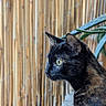 animal, background_blur, bamboo_fence, cat, closeup, curious, feline, fur, greenery, looking, nature, outdoor, pet, plant, profile, serene, side_view, tortoiseshell, whiskers, yellow_eyes
