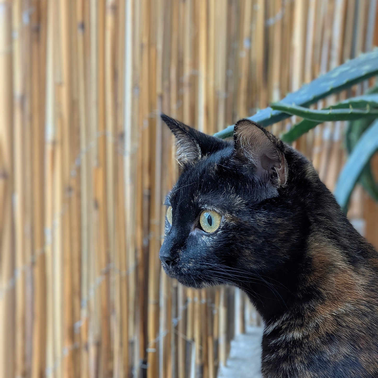 Aloha