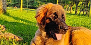 Aaïko participe au concours pour gagner de l'argent avec cette photo : animal, backyard, canine, dog, fence, fur, grass, leisure, mammal, nature, outdoor, pet, playful, relaxing, shade, summer, sunlight, sunny, tongue_out, tree