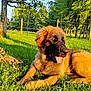 animal, backyard, canine, dog, fence, fur, grass, leisure, mammal, nature, outdoor, pet, playful, relaxing, shade, summer, sunlight, sunny, tongue_out, tree