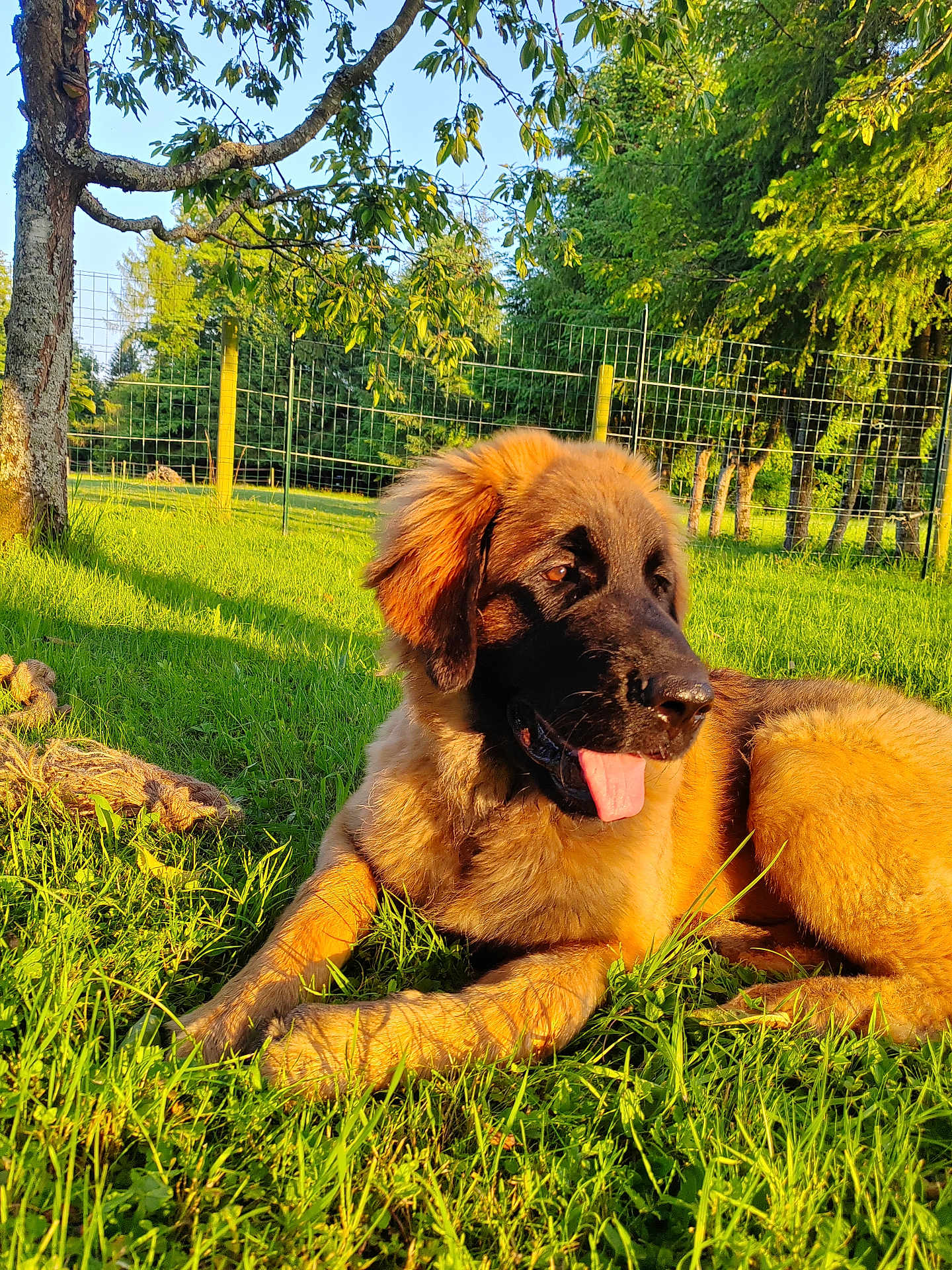Aaïko participe au concours pour gagner de l'argent avec cette photo : animal, backyard, canine, dog, fence, fur, grass, leisure, mammal, nature, outdoor, pet, playful, relaxing, shade, summer, sunlight, sunny, tongue_out, tree