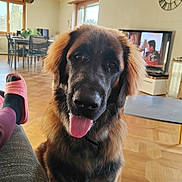 Aaïko participe au concours pour gagner de l'argent avec cette photo : black_nose, chair, clock, daylight, dog, flooring, friendly, furniture, furry, indoor, living_room, person, pet, relaxing, slippers, smiling, table, television, tongue_out, window
