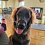 black_nose, chair, clock, daylight, dog, flooring, friendly, furniture, furry, indoor, living_room, person, pet, relaxing, slippers, smiling, table, television, tongue_out, window