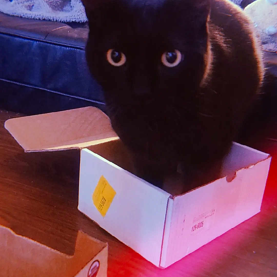 Pumpkin Pie is registered to the contest to win money with this photo: black_cat, box, cardboard, carmine, carnivore, carton, cat, domestic_short_haired_cat, felidae, font, gadget, magenta, packaging_and_labeling, paper_product, rectangle, shipping_box, small_to_medium_sized_cats, snout, square, whiskers