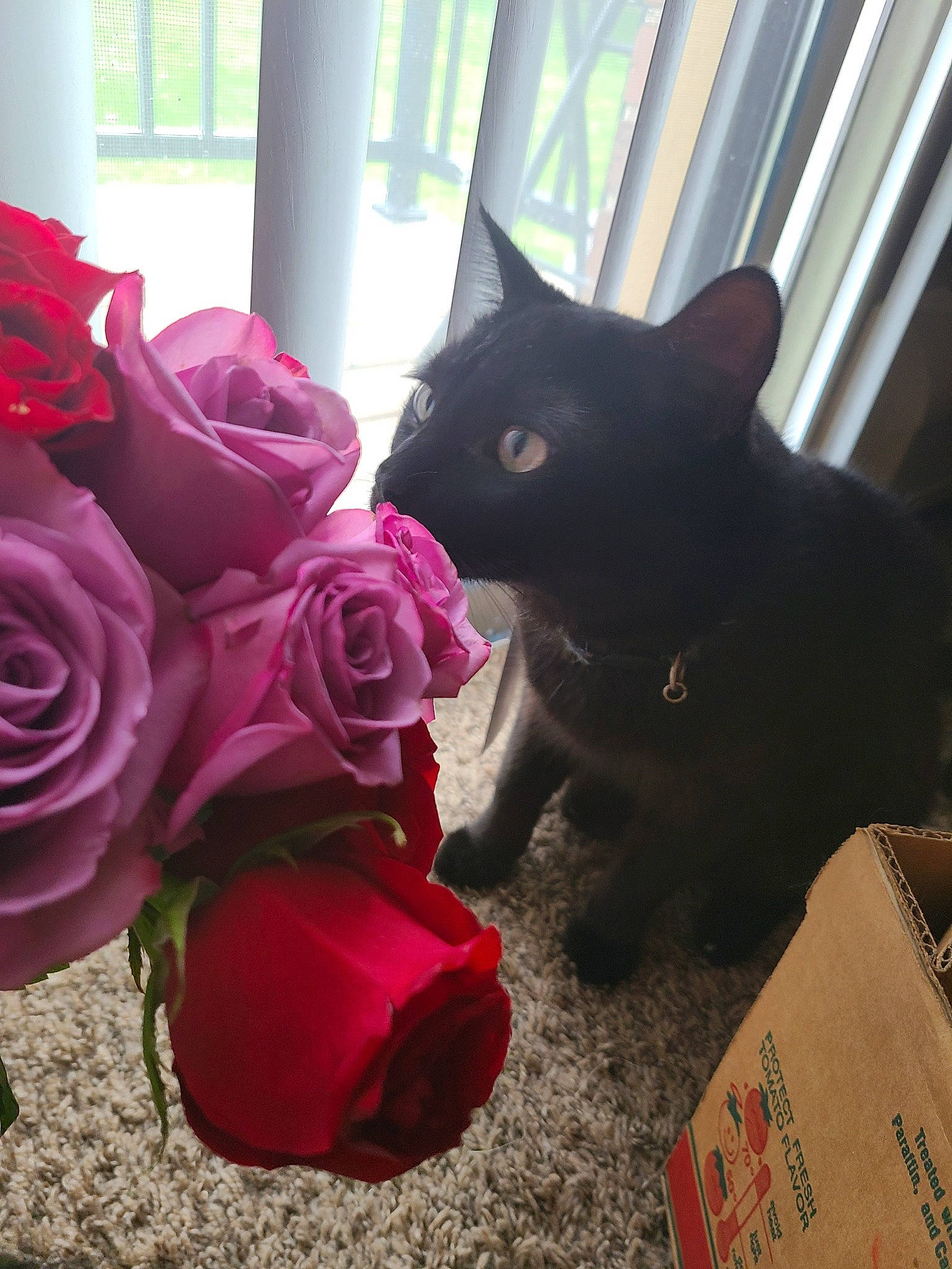 Pumpkin Pie is registered to the contest to win money with this photo: carnivore, cat, cut_flowers, felidae, flower, flower_arranging, hybrid_tea_rose, magenta, petal, pink, plant, purple, rose, rose_family, rose_order, shipping_box, small_to_medium_sized_cats, tail, whiskers, window