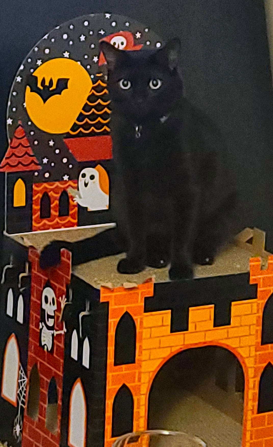 Pumpkin Pie joined the competition — help win amazing prizes! art, black, bombay, carnivore, cat, felidae, font, illustration, mammal, orange, rectangle, small_to_medium_sized_cats, t_shirt, tail, vertebrate, visual_arts, whiskers, window, wood, yellow