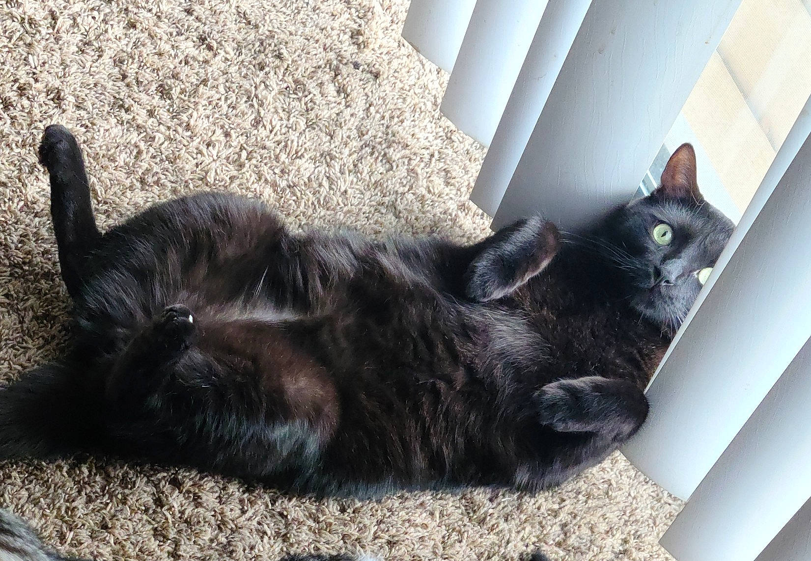 Pumpkin Pie joined the competition — help win amazing prizes! black_cat, bombay, carnivore, cat, claw, comfort, domestic_short_haired_cat, felidae, flooring, fur, grey, paw, shadow, small_to_medium_sized_cats, snout, tail, terrestrial_animal, whiskers