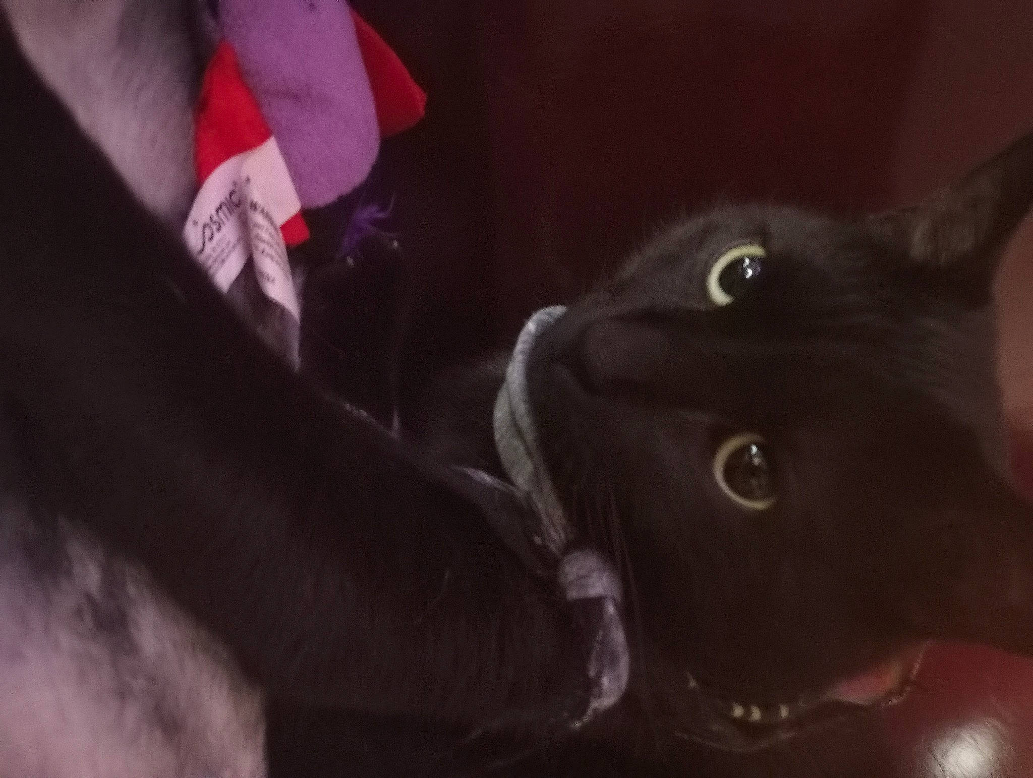 Pumpkin Pie joined the competition — help win amazing prizes! bombay, carmine, carnivore, cat, darkness, domestic_short_haired_cat, ear, felidae, fur, gesture, magenta, plant, small_to_medium_sized_cats, snout, whiskers