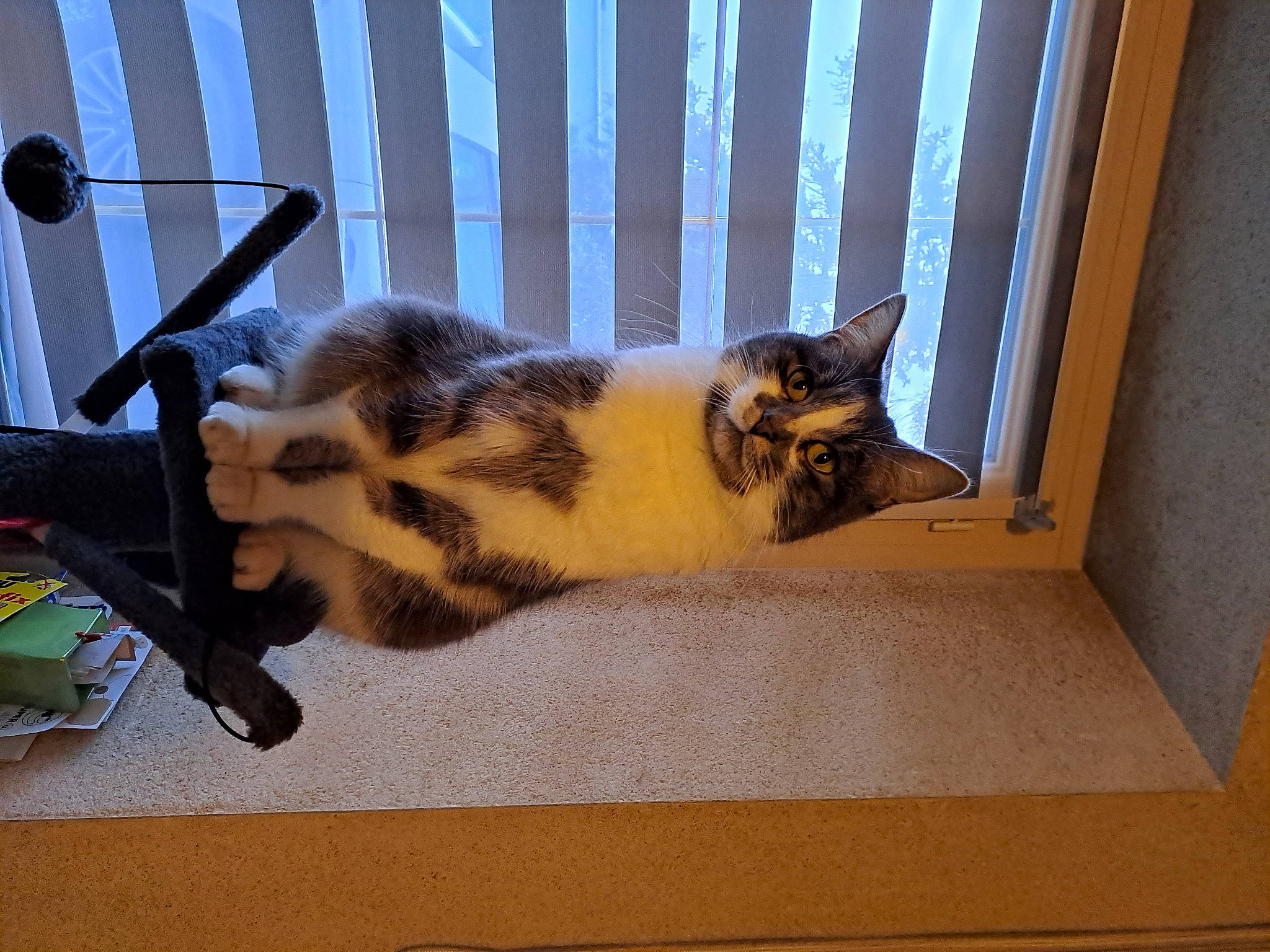 Pirouette participe au concours pour gagner de l'argent avec cette photo : art, carnivore, cat, chair, claw, domestic_short_haired_cat, felidae, flooring, fur, metal, paw, pen, rectangle, room, small_to_medium_sized_cats, tail, visual_arts, whiskers, window, wood