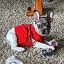 Rosco is registered to the contest to win money with this photo: dog, puppy, french_bulldog, red_shirt, carpet, toy, rope_toy, ears, paw, wooden_furniture, indoor, pet, cute, alert, laying_down, playful, animal, domestic, fur, young