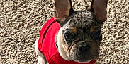 Rosco is registered to the contest to win money with this photo: french_bulldog, puppy, dog, red_shirt, carpet, indoor, pet, cute, small_dog, ears, looking_up, animal, fur, companion, canine, domestic_animal, adorable, sitting, young_dog, curious