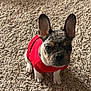 french_bulldog, puppy, dog, red_shirt, carpet, indoor, pet, cute, small_dog, ears, looking_up, animal, fur, companion, canine, domestic_animal, adorable, sitting, young_dog, curious