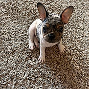 Rosco is registered to the contest to win money with this photo: french_bulldog, puppy, dog, pet, carpet, indoor, ears, cute, small_dog, animal, sitting, looking, attention, fur, mammal, companion, adorable, young, domestic_animal, canine