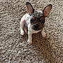 french_bulldog, puppy, dog, pet, carpet, indoor, ears, cute, small_dog, animal, sitting, looking, attention, fur, mammal, companion, adorable, young, domestic_animal, canine