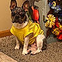 Rosco is registered to the contest to win money with this photo: animal, artificial_flowers, brown_wall, cabinet, carpet, cozy, cute, decor, dog, domestic, flower_arrangement, french_bulldog, indoor, pet_clothing, portrait, pumpkin_decoration, sitting, small_dog, wood_trim, yellow_shirt