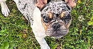 Rosco joined the competition — help win amazing prizes! adorable, animal, canine, close_up, curious, dog, ears, french_bulldog, grass, greenery, looking_up, merle_coat, nature, outdoor, pet, playful, puppy, small_dog, snout, young