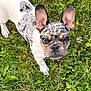 Rosco joined the competition — help win amazing prizes! adorable, animal, canine, close_up, curious, dog, ears, french_bulldog, grass, greenery, looking_up, merle_coat, nature, outdoor, pet, playful, puppy, small_dog, snout, young
