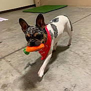 Rosco joined the competition — help win amazing prizes! active, animal, bandana, carrot, colorful, companion, concrete_floor, cute, dog, domestic_animal, ears_up, french_bulldog, indoor, mammal, pet, playful, shadow, small_dog, toy, walking