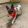 active, animal, bandana, carrot, colorful, companion, concrete_floor, cute, dog, domestic_animal, ears_up, french_bulldog, indoor, mammal, pet, playful, shadow, small_dog, toy, walking