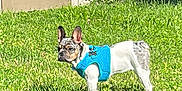 Rosco is registered to the contest to win money with this photo: alert, animal, backyard, blue_harness, canine, curious, daylight, dog, door, ears_up, fence, french_bulldog, grass, greenery, nature, outdoor, pet, small_dog, standing, sunlight