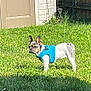alert, animal, backyard, blue_harness, canine, curious, daylight, dog, door, ears_up, fence, french_bulldog, grass, greenery, nature, outdoor, pet, small_dog, standing, sunlight