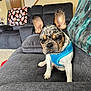 Rosco is registered to the contest to win money with this photo: french_bulldog, puppy, dog, blue_harness, couch, living_room, blanket, skull_pattern, gray_furniture, carpet, door, stairs, indoor, pet, animal, ears, face, sitting, cute, house