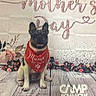 Rosco joined the competition — help win amazing prizes! animal, backdrop, bandana, celebration, cute, decor, dog, festive, floral, flowers, french_bulldog, happy_mothers_day, holiday, indoor, mothers_day, pet_portrait, red_bandana, sitting, smiling, wooden_floor