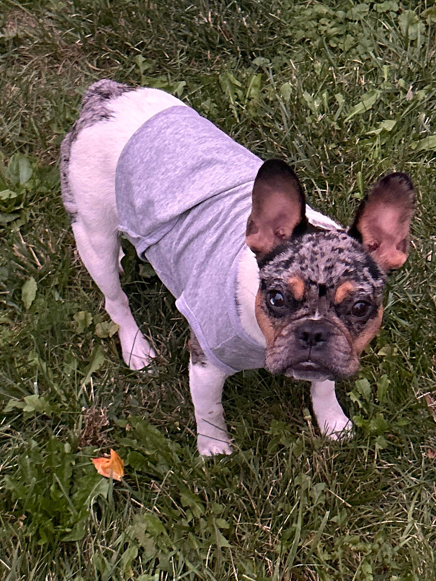 Rosco joined the competition — help win amazing prizes! dog, french_bulldog, pet, grass, outdoor, animal, canine, shirt, curious, ears, fur, mammal, nature, walking, standing, adorable, companion, young, friendly, alert