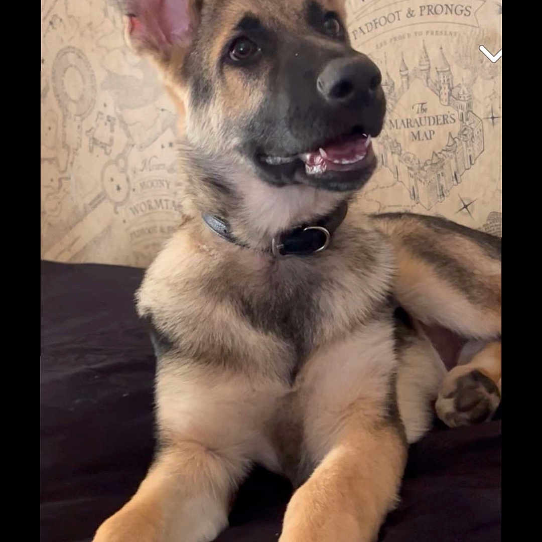 Willo joined the competition — help win amazing prizes! animal, canine, dog, germanshepherd, hound, husky, pet, policedog, puppy, snout