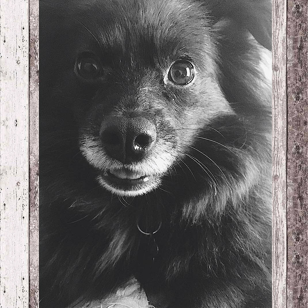 Bronx joined the competition — help win amazing prizes! black, black_and_white, canidae, carnivore, companion_dog, dog, dog_breed, keeshond, mammal, non_sporting_group, pomeranian, puppy, schipperke, snout, spitz, toy_dog
