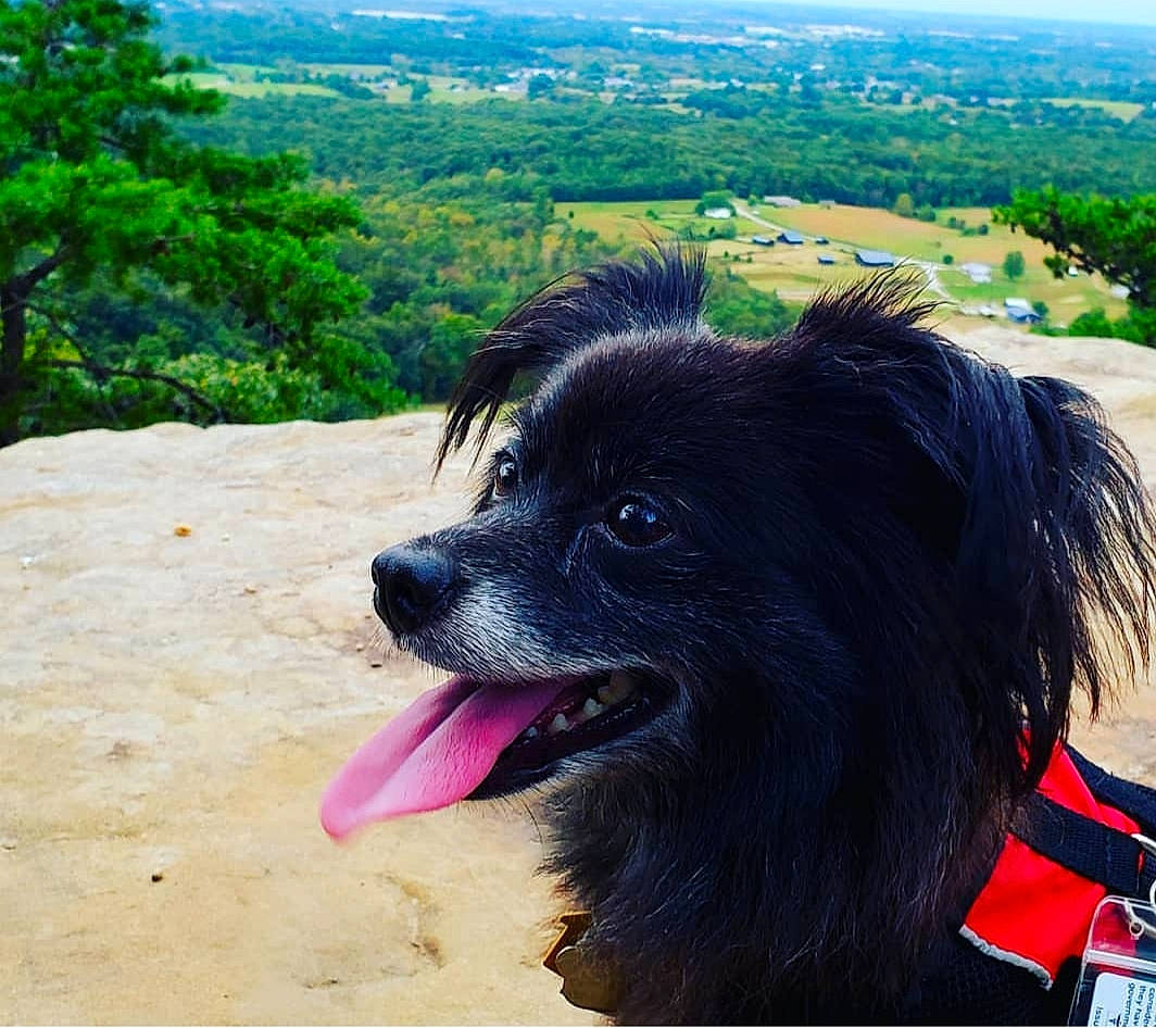 Bronx is registered to the contest to win money with this photo: adventure, canidae, carnivore, companion_dog, dog, dog_breed, german_spitz_mittel, mammal, non_sporting_group, papillon, pomeranian, rare_breed_dog, schipperke, snout, spitz, sporting_group, vertebrate