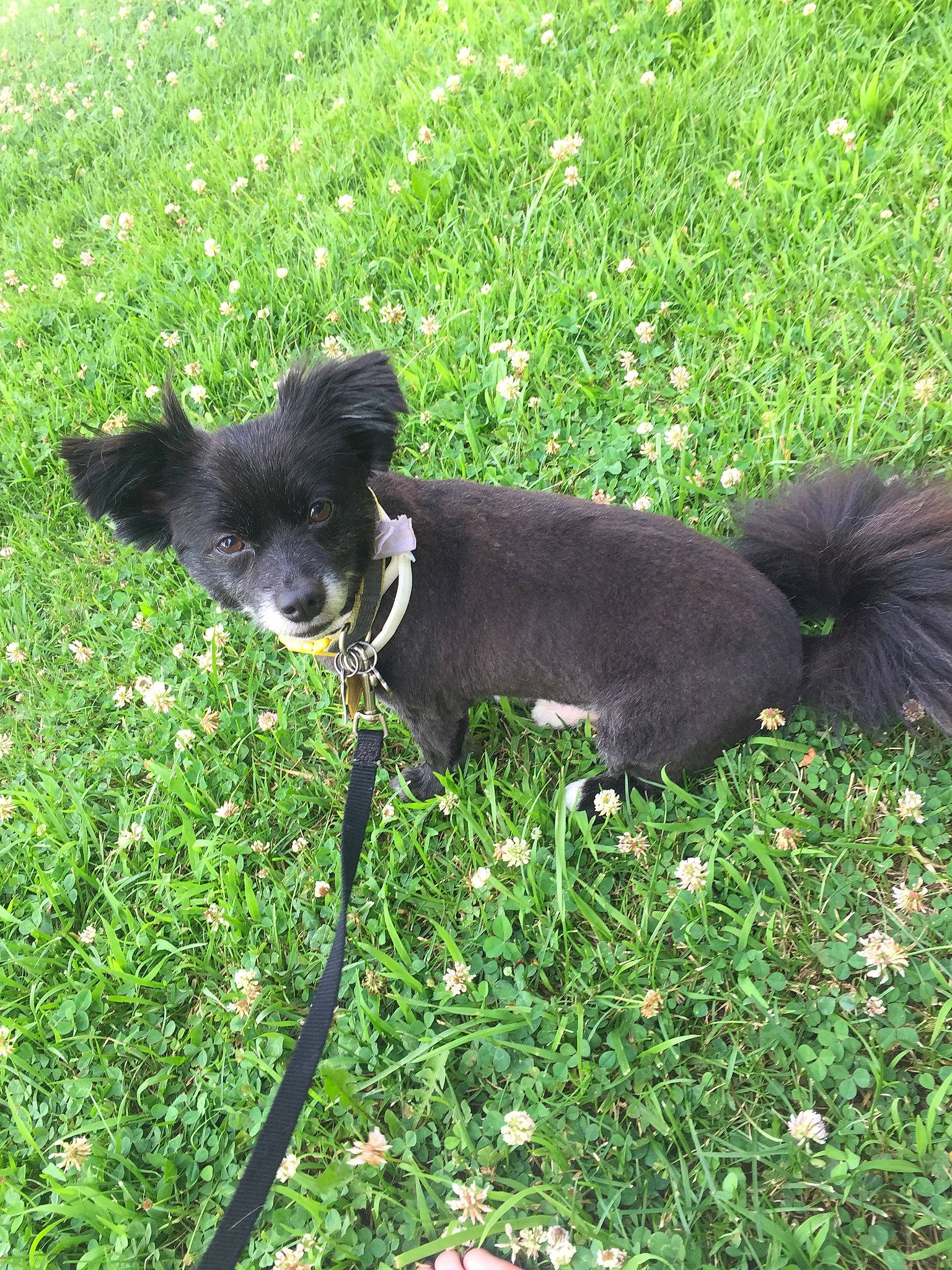 Bronx is registered to the contest to win money with this photo: canidae, carnivore, companion_dog, dog, dog_breed, grass, mammal, plant, sporting_group, tail, vertebrate