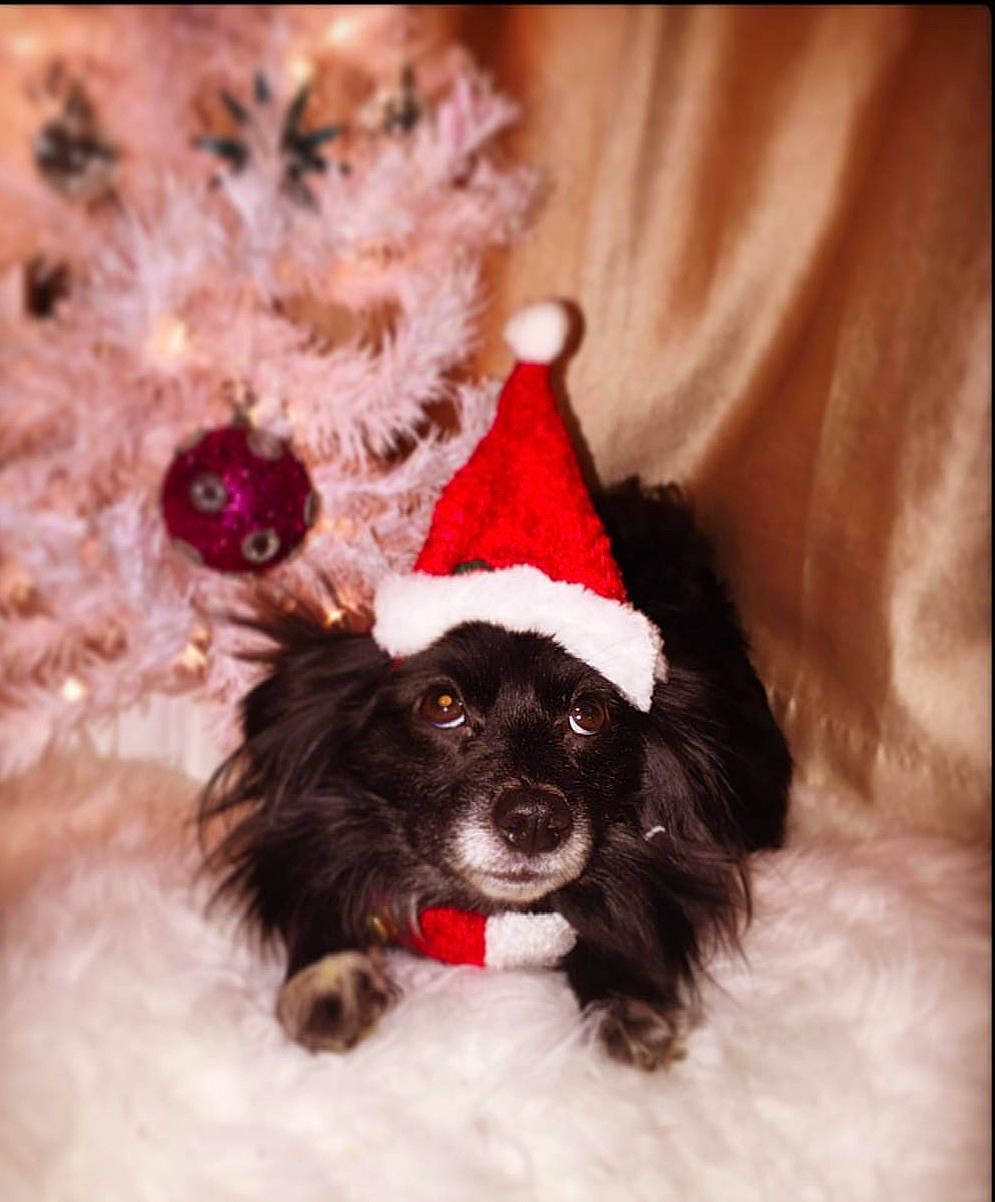 Bronx joined the competition — help win amazing prizes! canidae, carnivore, christmas, christmas_tree, cockapoo, companion_dog, costume_hat, dog, dog_breed, dog_clothes, english_cocker_spaniel, fur, hat, havanese, mammal, puppy, sporting_group, toy_dog, toy_poodle