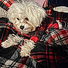 dog, white_dog, plaid, blanket, cozy, pet, fur, cute, indoor, resting, animal, small_dog, clothing, red, black, white, fabric, texture, comfort, portrait