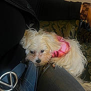 Coco joined the competition — help win amazing prizes! dog, white_dog, small_dog, pink_sweater, pet, couch, person, jeans, watch, black_jacket, indoor, resting, cozy, fur, companion, cute, domestic_animal, relaxed, animal, home